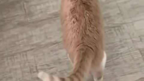 FUNNY ANIMAL VIDEO KID LAUGH CAT MOMENT CATCH IN CAMERA