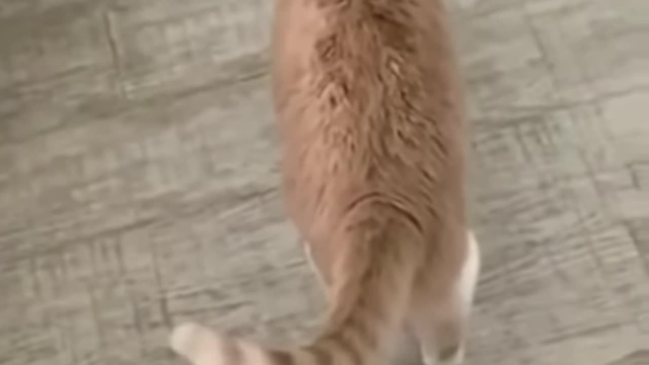 FUNNY ANIMAL VIDEO KID LAUGH CAT MOMENT CATCH IN CAMERA