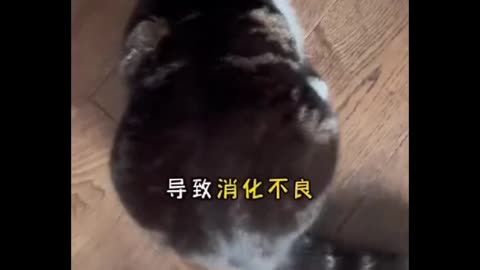 Cat Training Reinforcing Good Behavior | Cute Cat Pet Training | #rumbleshorts #shorts #short