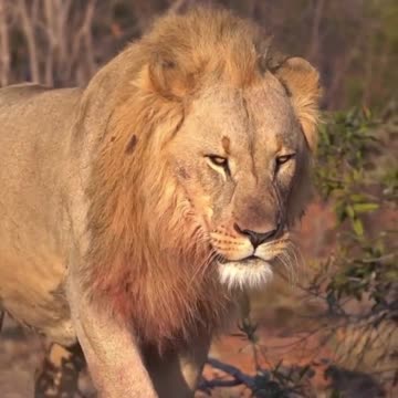 Tiger Entry Very Kong Tap just imagine