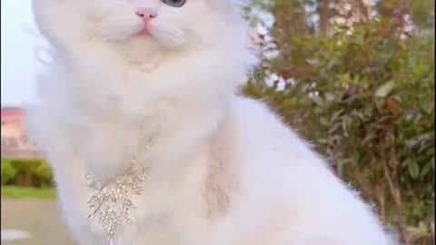 Cute and funny cat video.