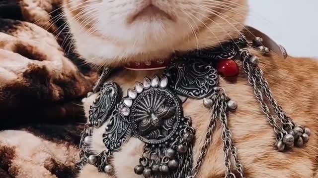 Cute Cat