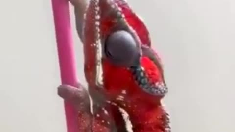 Chameleon Changing its Color After Seeing the Color #shorts #viral #shortsvideo #video