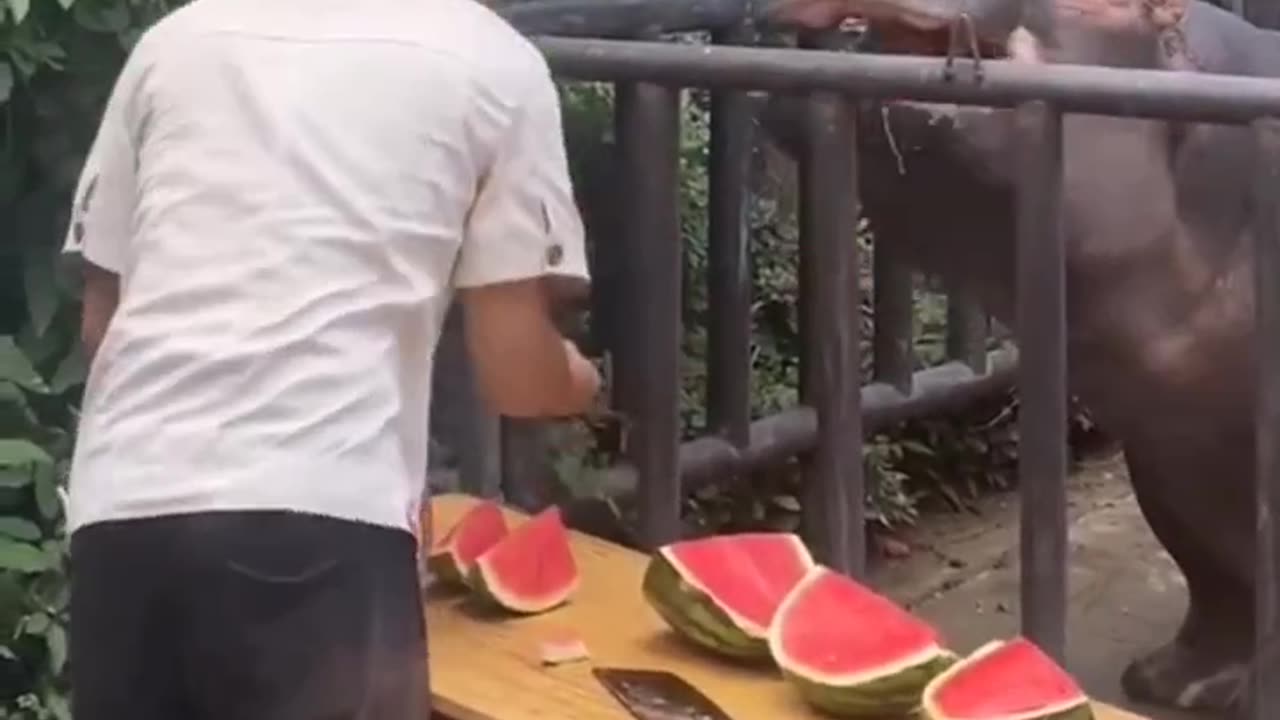 jealous animal funny video