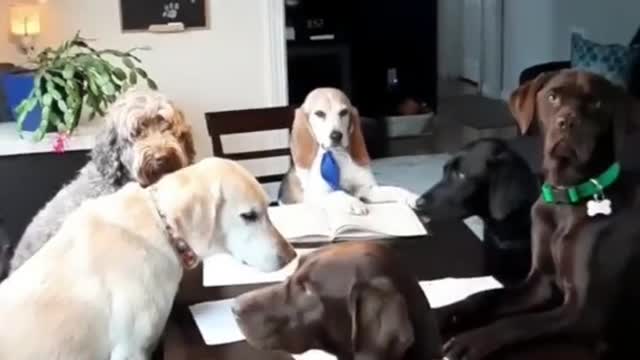 Hilarious animal video