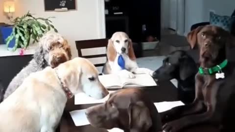 Hilarious animal video