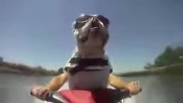 Funny Dog Jet skiing bulldog