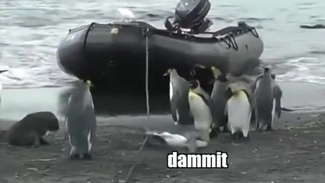 Penguins are funny pt. 2