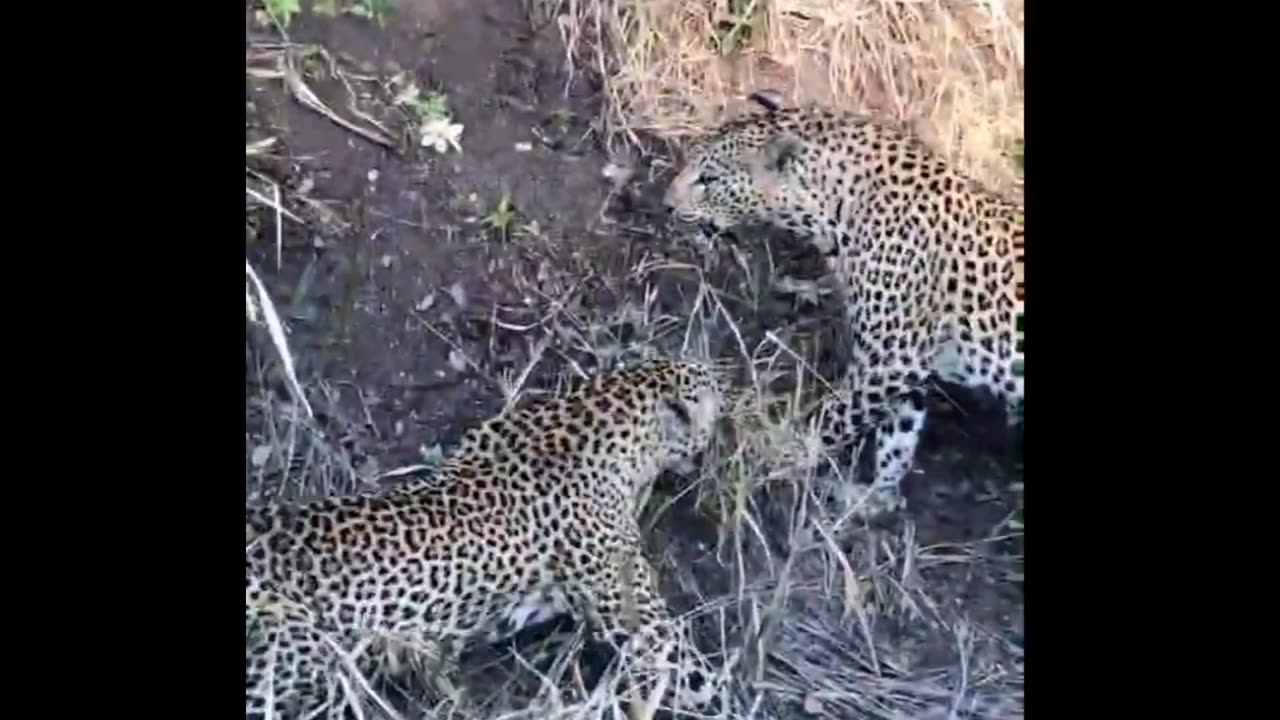 Two Leopards Clash in Epic Showdown!