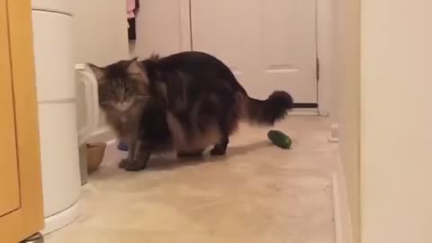 Cat getting SCARED of cucumber 😂