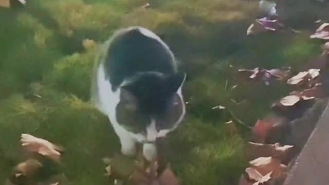 I suspect that he often go to disco 😂😂#cat #catsoftiktok