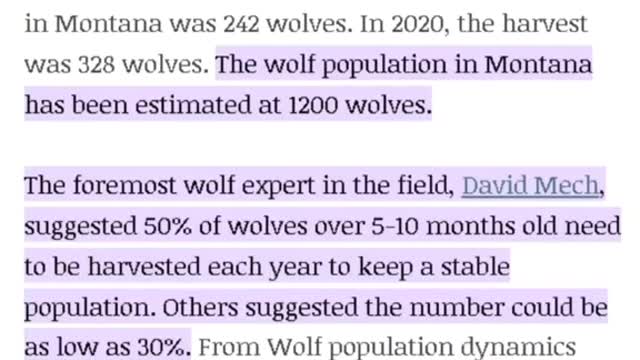 Wolf hunting in Montana