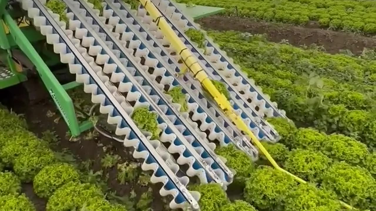 Lettuce 🥬 Harvester __ Made By Hortech Srl Italy..