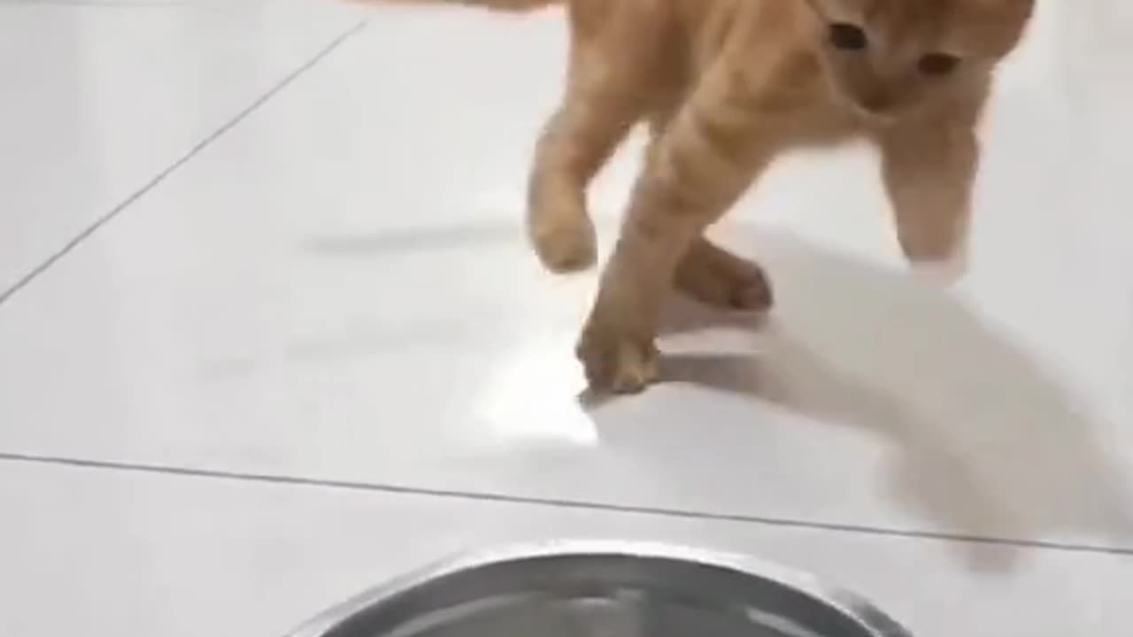 Cat dancing 😁😁