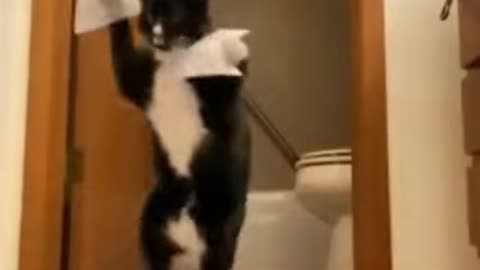 funny cat video