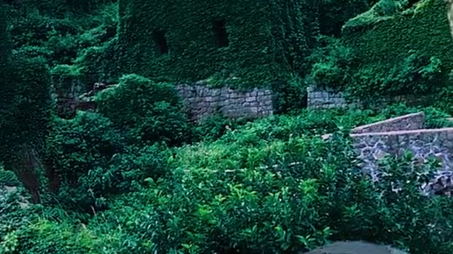 Take you to feel the nature after two decades of human abandonment