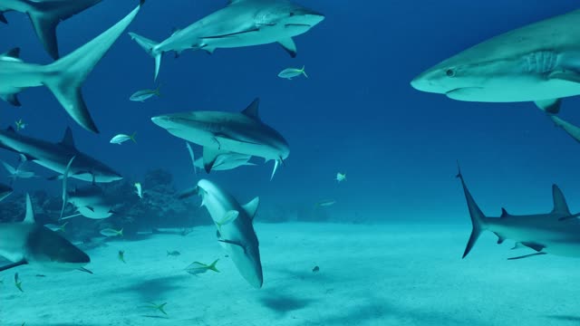 Day and Night Diving with Sharks