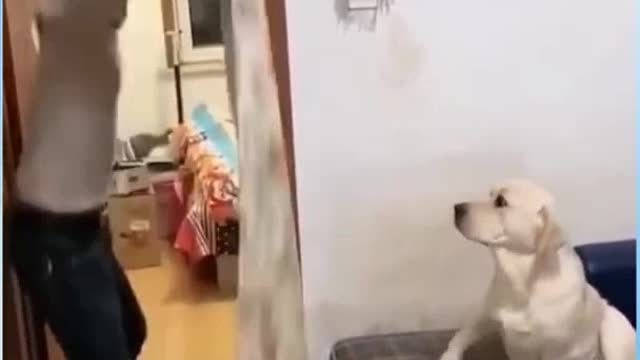 Funny Dog Magic | Surprise Surprise 😲