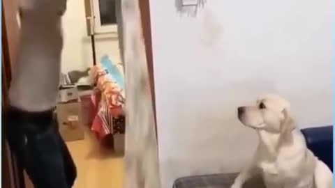 Funny Dog Magic | Surprise Surprise 😲