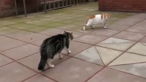 Best cat billi videos best catw videos