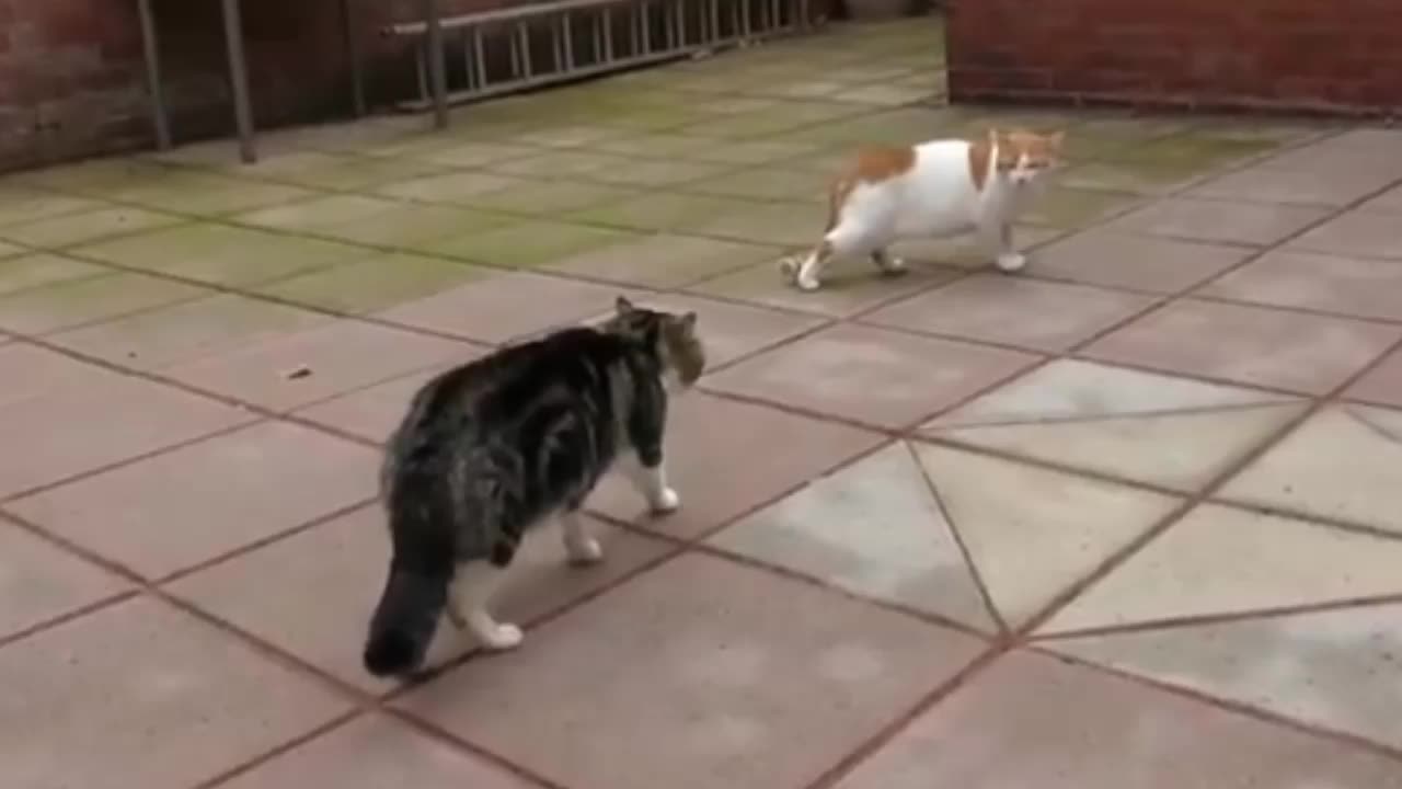 Best cat billi videos best catw videos