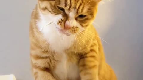#Cat Daily #Pet Business Diary #Orange Cat @PetPotato