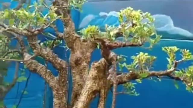 Bonsai yang indah