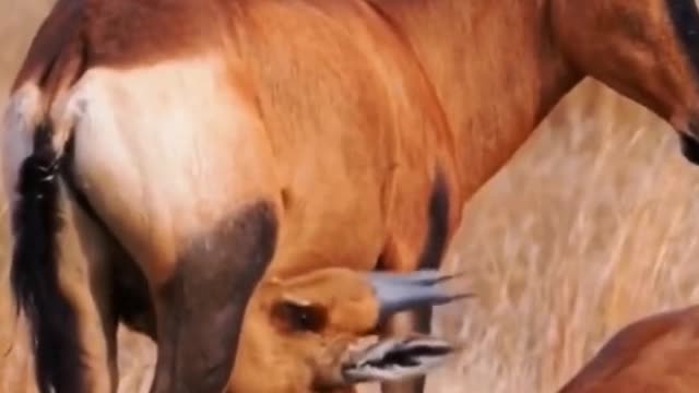 Why does this deer look a bit like a horse?