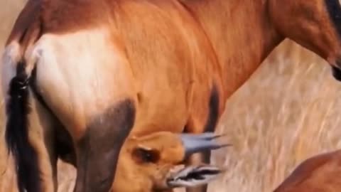 Why does this deer look a bit like a horse?