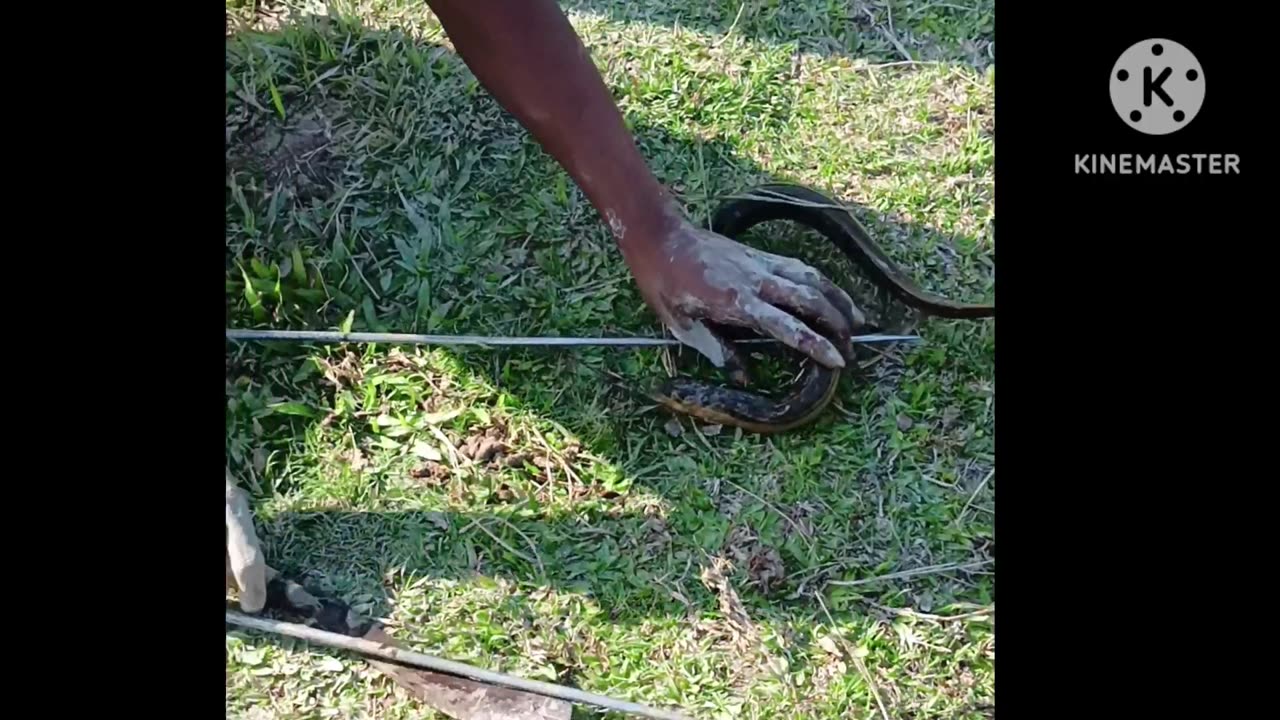 Snake fishing