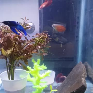 Betta fish tank