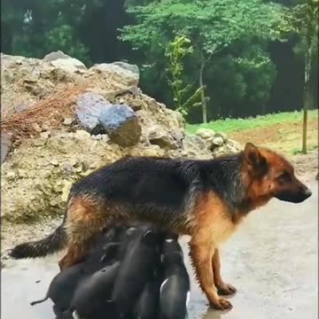 Piglets got the wrong mother.mp4.mp4