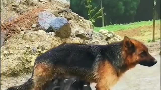 Piglets got the wrong mother.mp4.mp4
