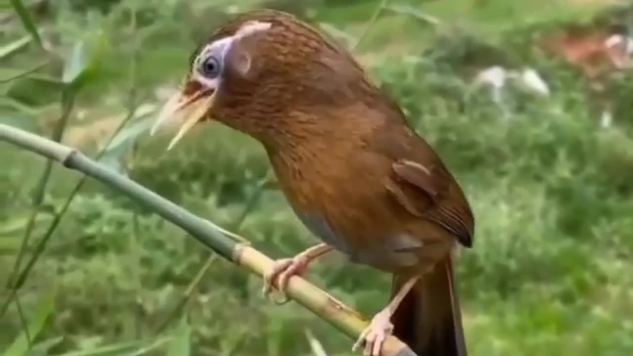 Listen to the sweet song of the birds