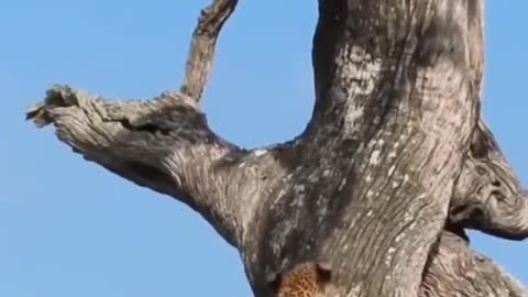 Looks like this tree was withered by a leopard