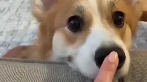 Corgi Boop boop boop