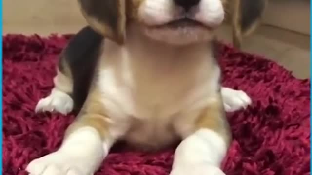 Cute Puppies Howling For the First Time