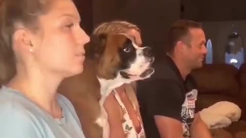 How did they get the dog to do that 🦮🤣