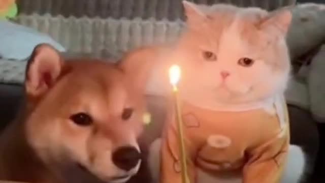 Funniest Animals Videos😂 - Best Cats😹 and Dogs🐶 Videos 2022!