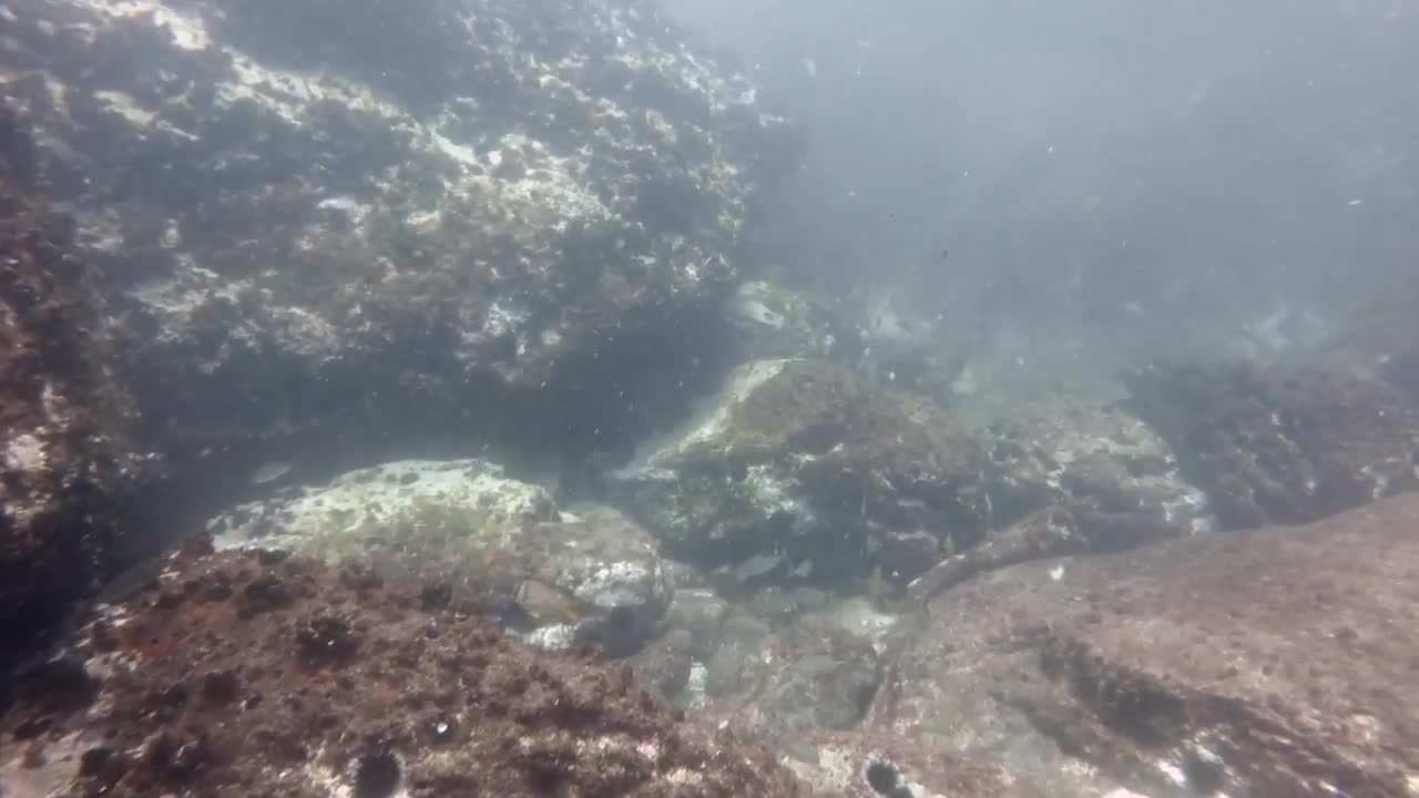 Mergulho no Buff do Filhote da Ilha Redonda - Rio de Janeiro-RJ