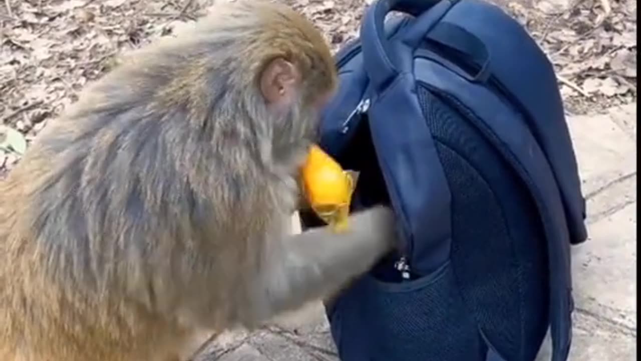 Monkey is the beautiful animal