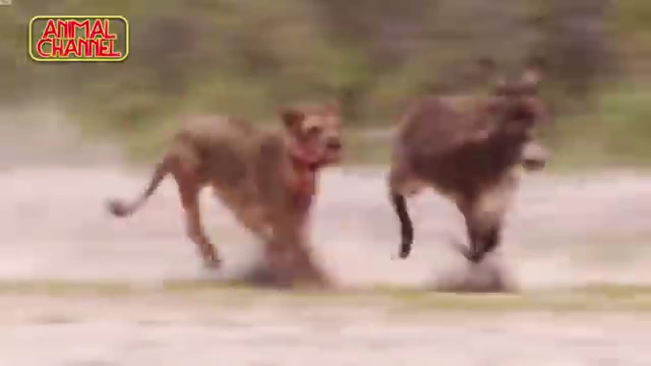 Most Amazing Big Cats Hunting Attack Compilation Cheetah Lions Jaguar Leopard