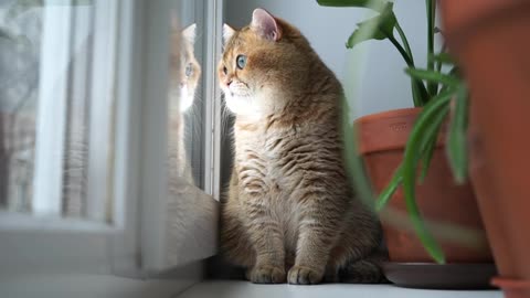 Hosico and window (0)