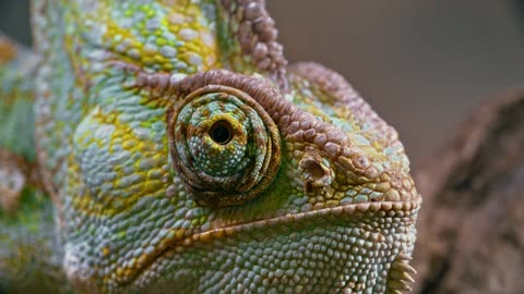 chameleon-reptile-animal-green