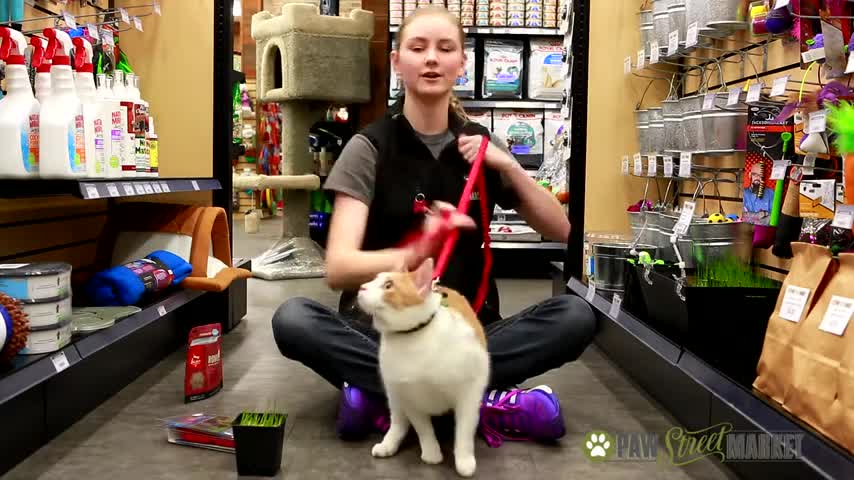 Cat training