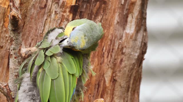 Beautiful parrot Cleans itself
