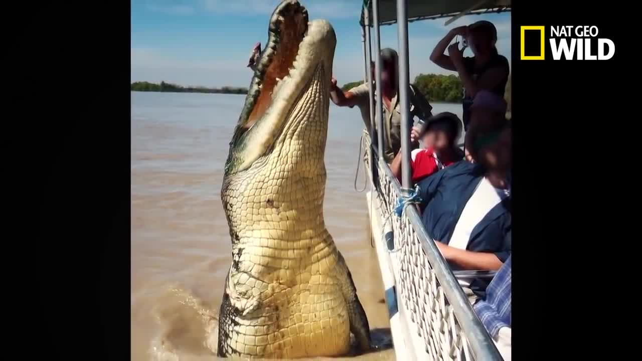 Un crocodile se bat contre un requin-bouledogue