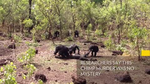 Aftermath of a Chimpanzee Murder Caught in Rare Video National Geographic