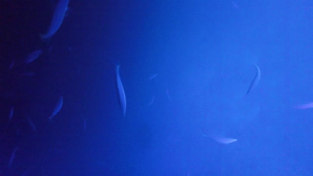 Night Manta Ray Swim - Big Island of Hawaii 2019