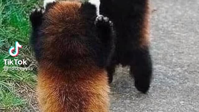 Twin Red Panda Having Fun